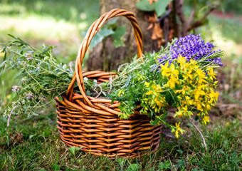 Kräuterkurse daniela schiml