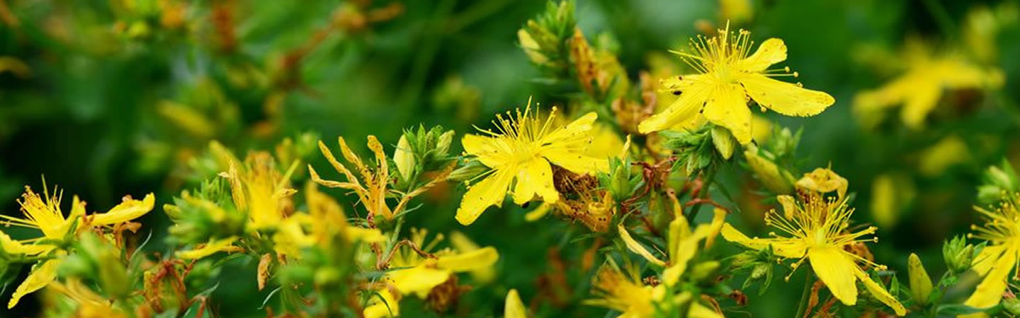 Kräuterwanderung daniela schiml bodensee
